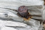 230830a_Crozierpynten_075_E
