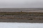 230905a_Ebeltofthamna_01_E