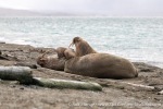 230906b_Poolepynten_14_E