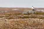 210813a_Reinsdyrflya_10_E