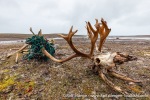 210813a_Reinsdyrflya_29_E