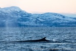 231109b_Kvaenangen_44_E