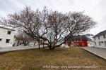 240428a_Henningsvaer_64_E