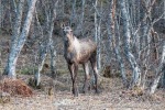 240502e_Saltstraumen_26_E