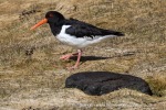 240427b_Trollfjord_106_E