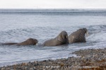 240524a_Sarstangen_15_E