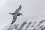 240531c_Isfjord_01_E
