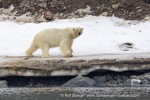 240601a_Engelskbukta_42_E