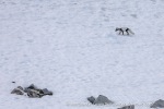 240603a_Hamiltonbukta_028_E