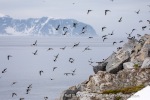 240604a_Fuglesongen_16_E