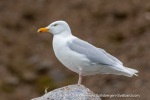 240605c_Fjortende-Julibukta_66_E