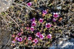240607a_Eidembukta_16_E