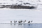 240607b_Ymerbukta_01_E