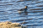 240610_Adventdalen_39_E