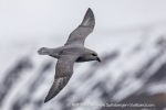 240531c_Isfjord_02_E