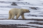 240601a_Engelskbukta_71_E