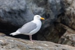 240603a_Hamiltonbukta_021_E