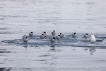 240603a_Hamiltonbukta_081_E