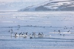 240603d_Klinckowstromfjord_04_E