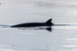 240603d_Klinckowstromfjord_48_E
