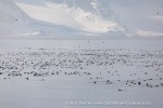 240603d_Klinckowstromfjord_59_E