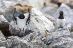 240604a_Fuglesongen_22_E