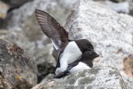 240604a_Fuglesongen_26_E
