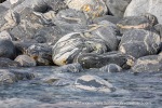 240604d_Kobbefjord_06_E