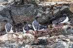 240605c_Fjortende-Julibukta_38_E