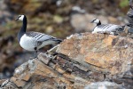 240605c_Fjortende-Julibukta_71_E