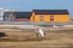 240606a_Ny-Alesund_27_E