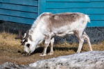 240606a_Ny-Alesund_47_E