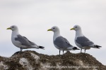 240606b_Sarstangen_24_E