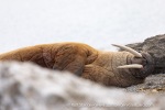 240606b_Sarstangen_47_E