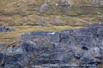 240701e_Alkhornet_01_E