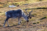 240702c_Ny-Alesund_097_E