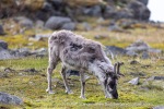 240703a_Ossian-Sarsfjellet_15_E