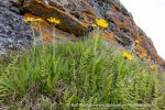 240703a_Ossian-Sarsfjellet_58_E