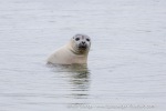 240705a_Danskeneset_46_E