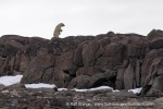 240710a_Gyldenoyane_026_E