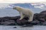240710a_Gyldenoyane_101_E
