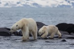 240710a_Gyldenoyane_116_E