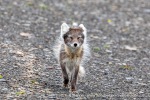 240712b_Buedelfjellet_028_E