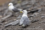 240712b_Buedelfjellet_100_E