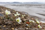 240712e_Isbjornodden_104_E