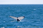 240713a_Storfjord_17_E