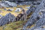 240716c_Ingeborgfjellet_81_E