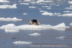 240717b_Borebreen_041_E