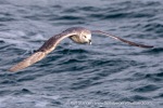 240701b_Isfjord_14_E