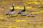 240702c_Ny-Alesund_068_E